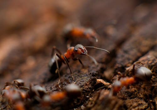 Delaware Bed Bug Heat Treatment