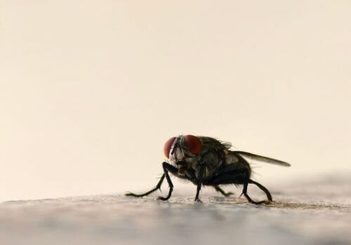 Delaware Residential Pest Control
