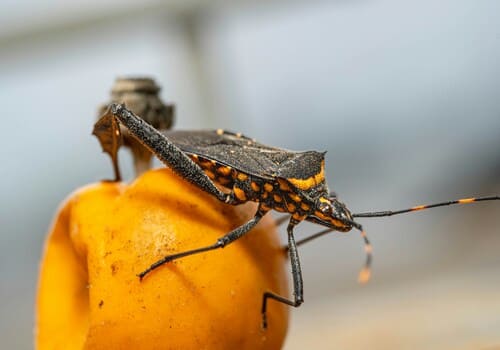 Westerville Residential Pest Control