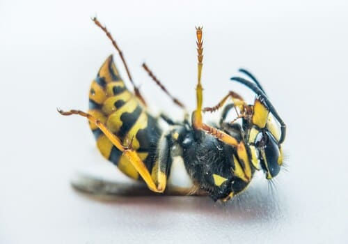  Bed Bug Chemical Treatment