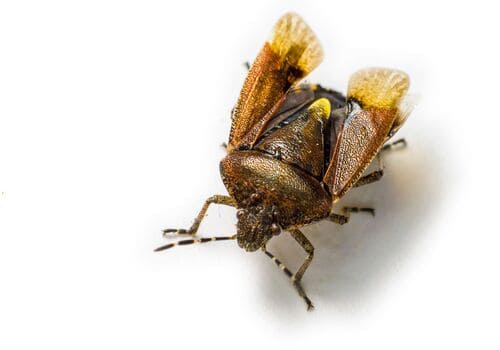 New Albany Residential Pest Control