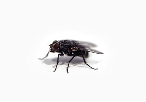 Westerville Bed Bug Heat Treatment