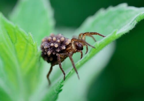  Bed Bug Chemical Treatment