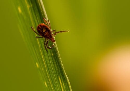 New Albany Bed Bug Heat Treatment