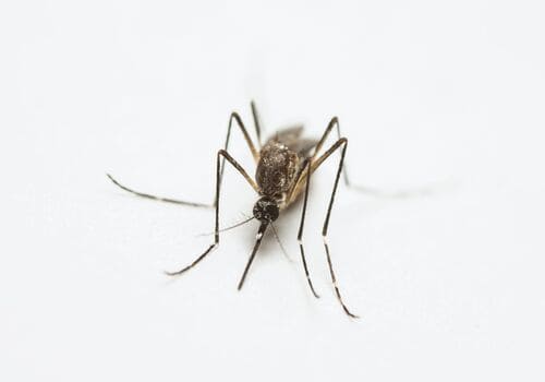 Galloway Bed Bug Heat Treatment