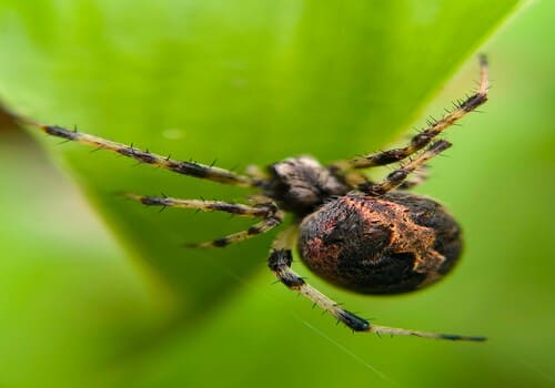 Gahanna Residential Pest Control