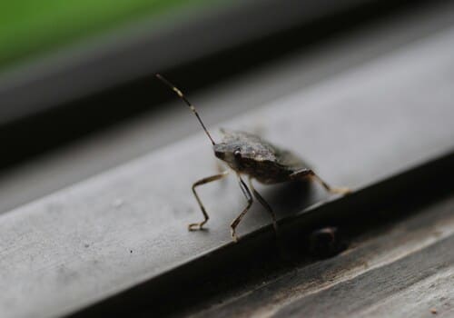  Bed Bug Chemical Treatment