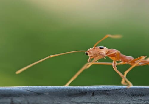 Pickerington Residential Pest Control