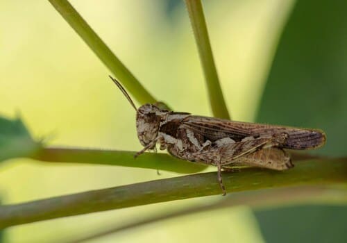 Galloway Residential Pest Control