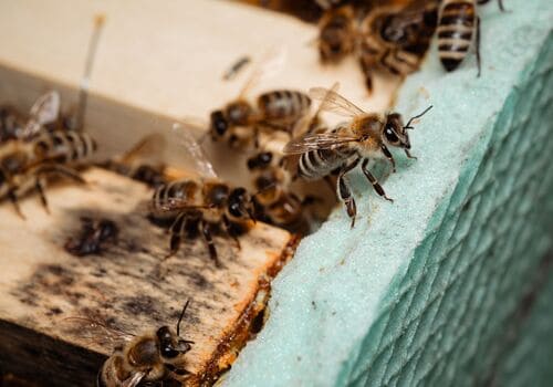 Hilliard Residential Pest Control