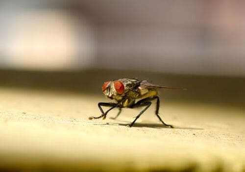Hilliard Bed Bug Heat Treatment