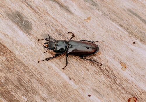 Dublin Residential Pest Control