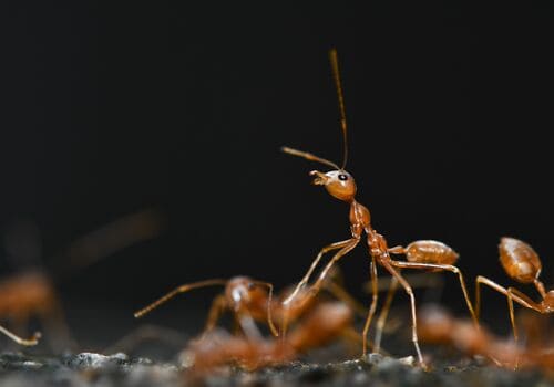 Upper Arlington Bed Bug Heat Treatment