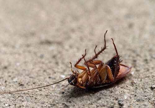 Bed Bug Chemical Treatment