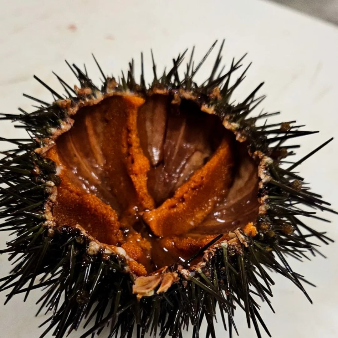 Riccio di mare aperto e fresco