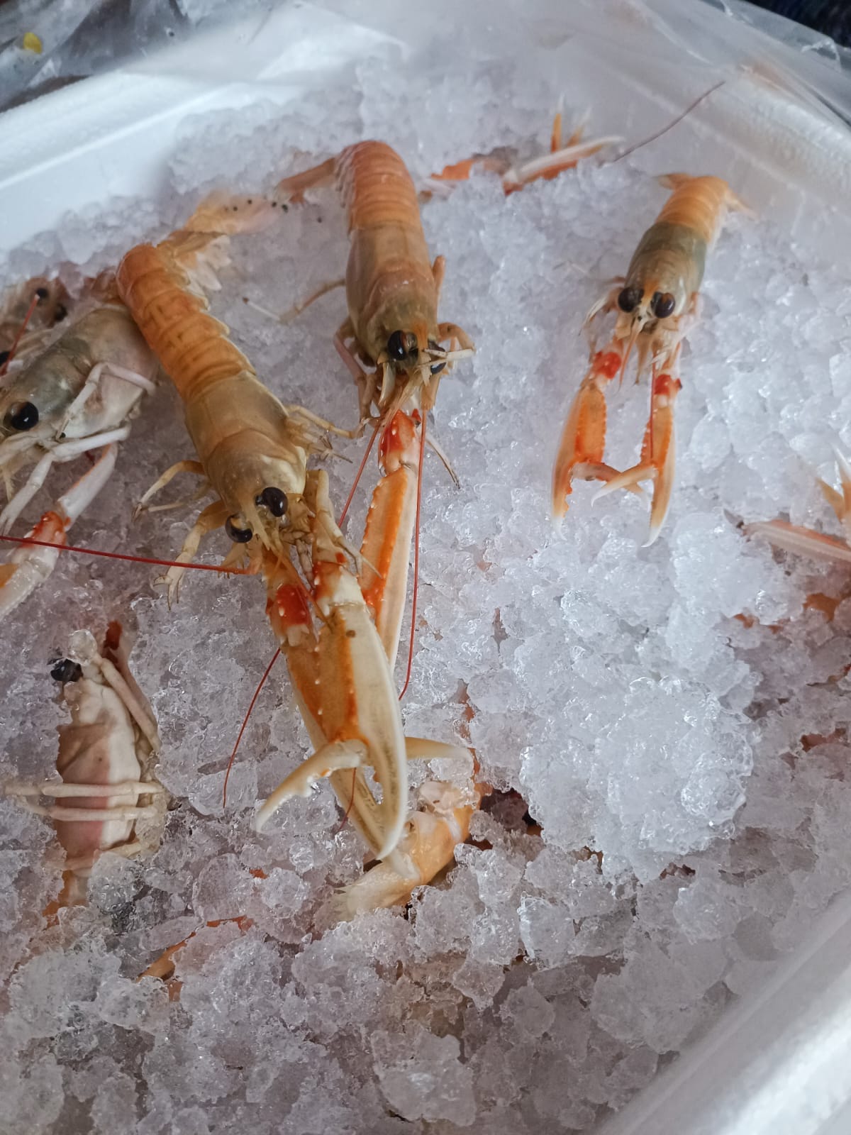 Scampi freschi del Mediterraneo su letto di ghiaccio