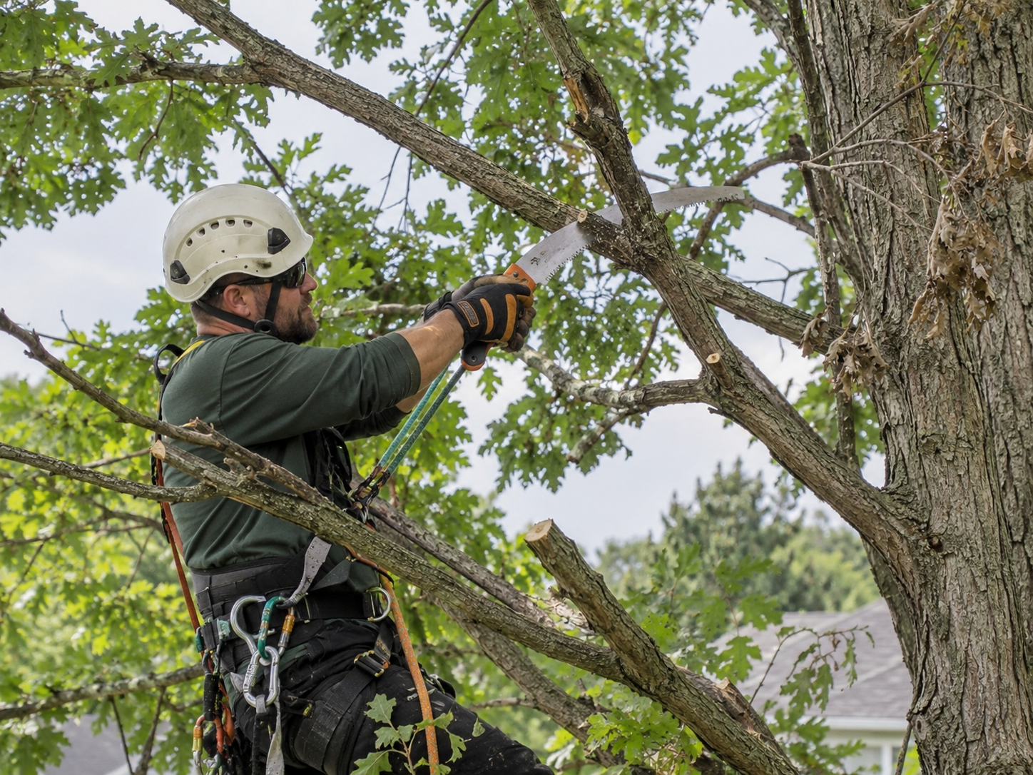 Professional tree pruning in Central Minnesota