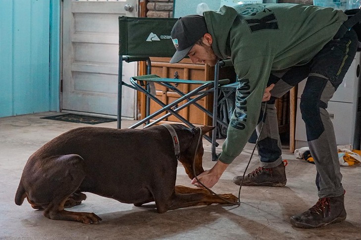 puppy-boarding