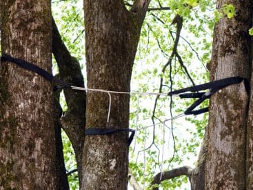 Tree Cabling in Indianapolis