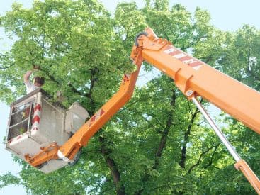 Tree Trimming in Indianapolis