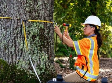 Tree Risk Assessment in Indianapolis