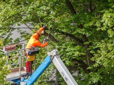 Commercial Tree Service in Indianapolis