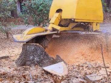 Stump Grinding in Indianapolis