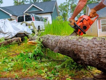 Emergency Tree Removal in Indianapolis