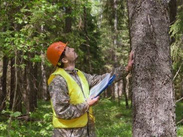 Tree Evaluation in Indianapolis