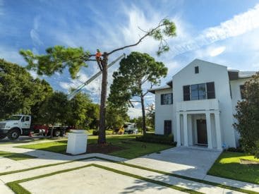 Residential Tree Service in Indianapolis