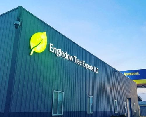 Tree Removal in Indianapolis