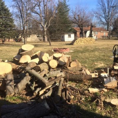 Tree Cabling Indianapolis