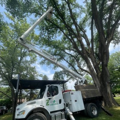 Commercial Tree Service Indianapolis