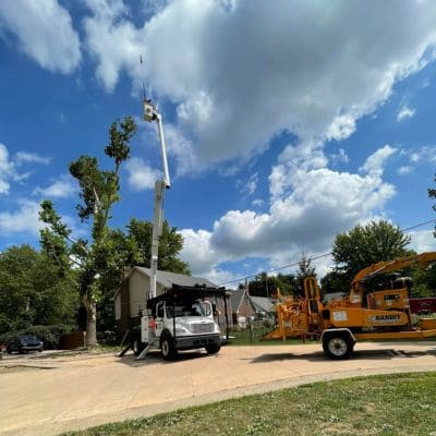 Tree Risk Assessment Indianapolis