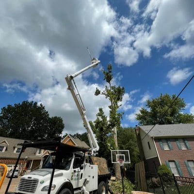 Tree Trimming Indianapolis