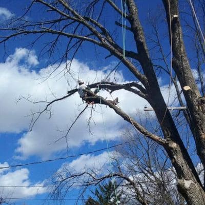 Lot Clearing Indianapolis