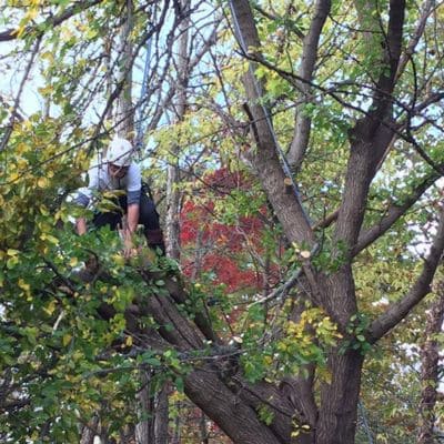 Lot Clearing Indianapolis