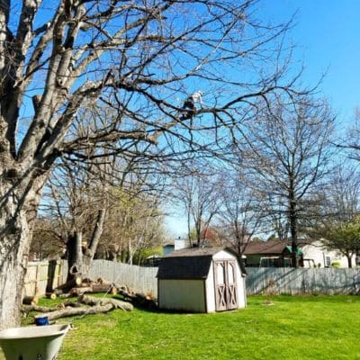 Tree Trimming Indianapolis