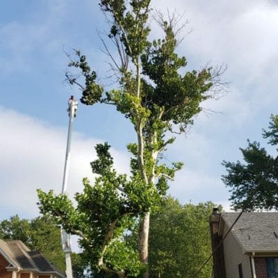 Commercial Tree Service Indianapolis