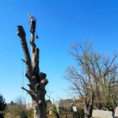 Residential Tree Service Indianapolis