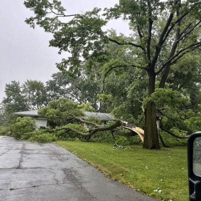 Tree Evaluation Indianapolis