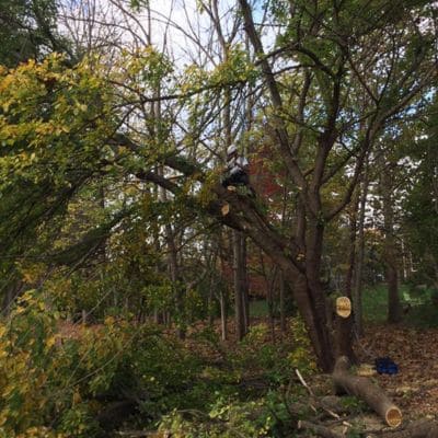 Residential Tree Service Indianapolis
