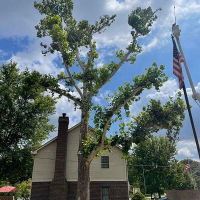 Tree Removal Indianapolis