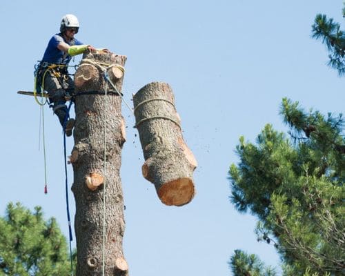  Tree Removal