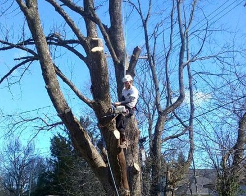 Greenwood Tree Removal
