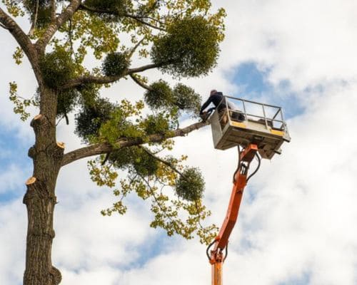  Tree Removal