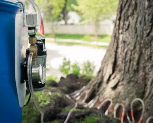 Greenwood Disease Treatment