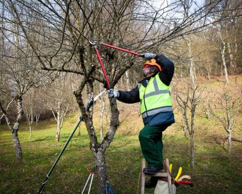 Greenwood Tree Pruning