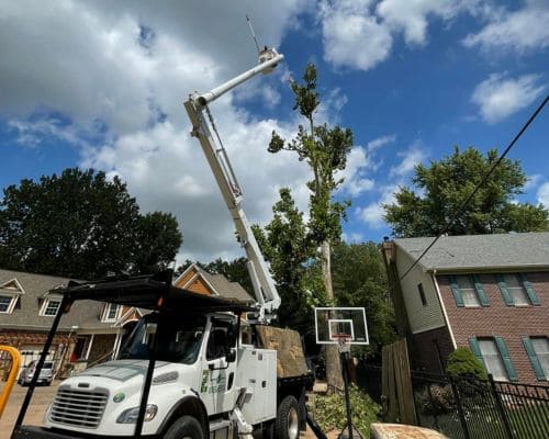 Greenwood Residential Tree Service