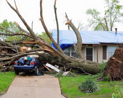 Greenwood Emergency Tree Removal